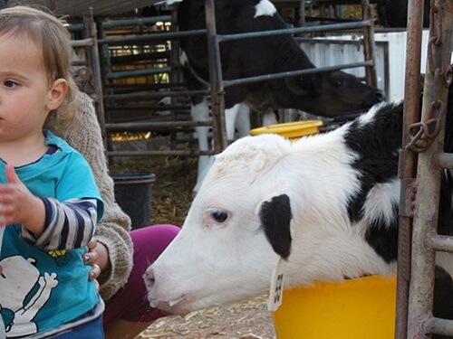 שביל פרות החלב